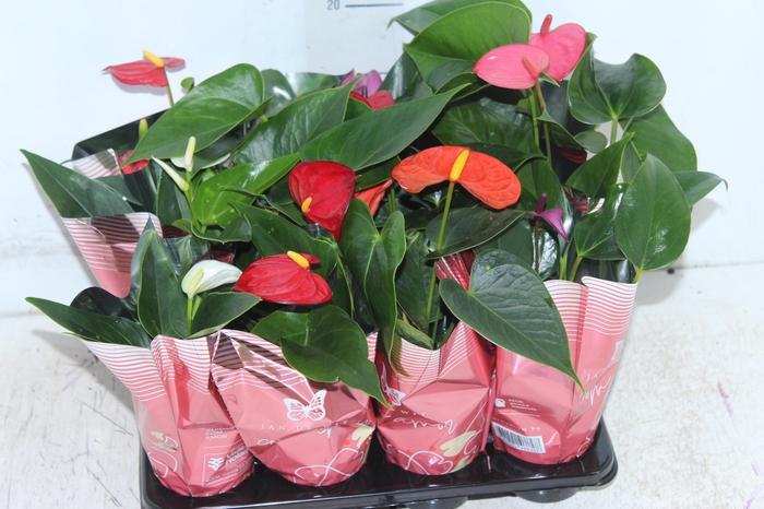 ANTHURIUM VARIADO P06