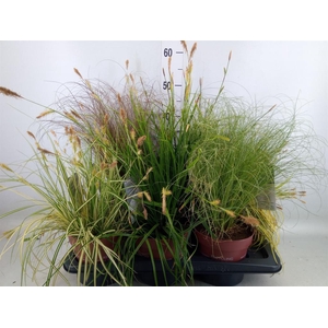 Carex   ...mix