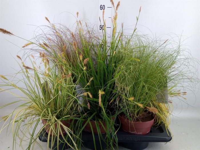 <h4>Carex   ...mix</h4>