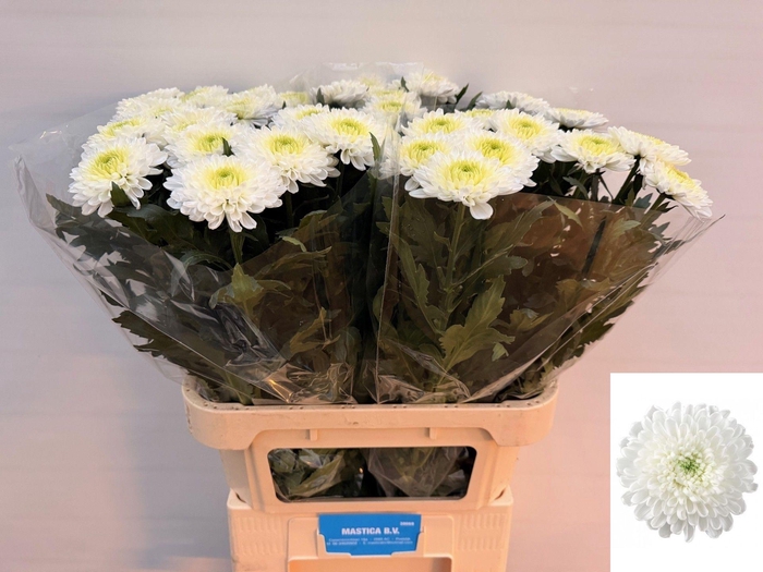 <h4>CHR G KOKOS</h4>