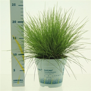 Deschampsia flexuosa AmiLime®