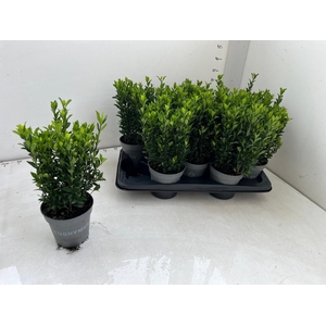 EUONYMUS JA GR SPIRE