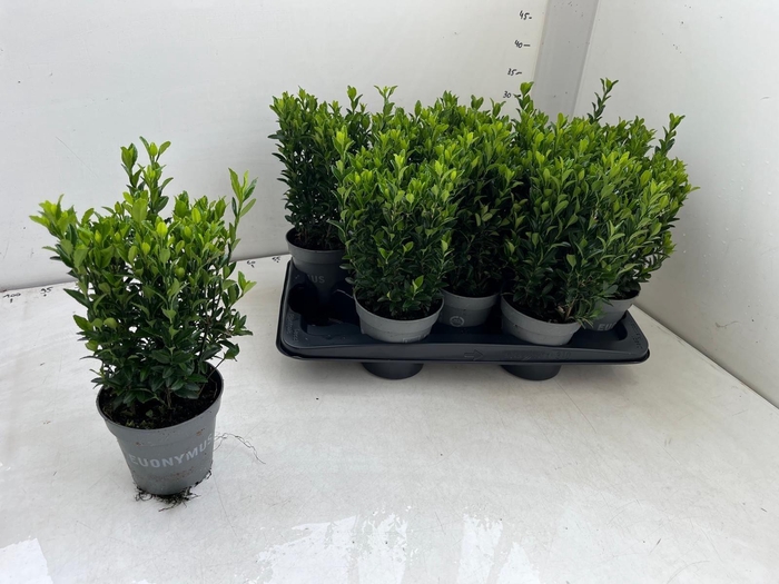 <h4>EUONYMUS JA GR SPIRE</h4>