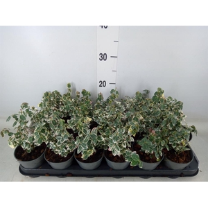 Euonymus fortunei 'Emerald Gaiety'