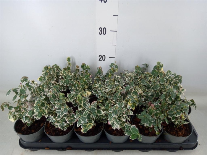 <h4>Euonymus fortunei 'Emerald Gaiety'</h4>