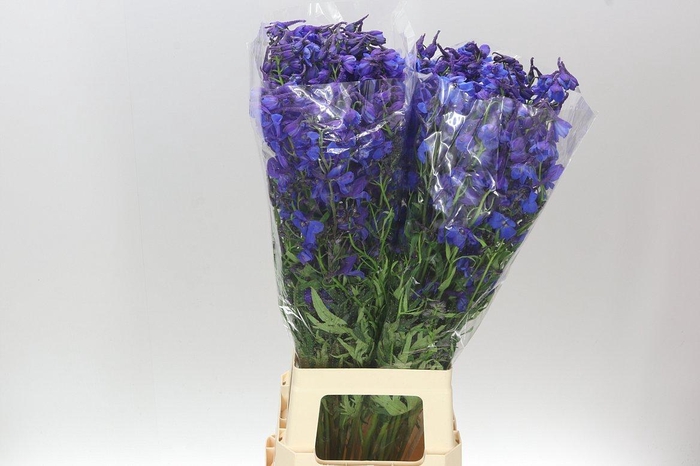 <h4>Delph En Donna</h4>