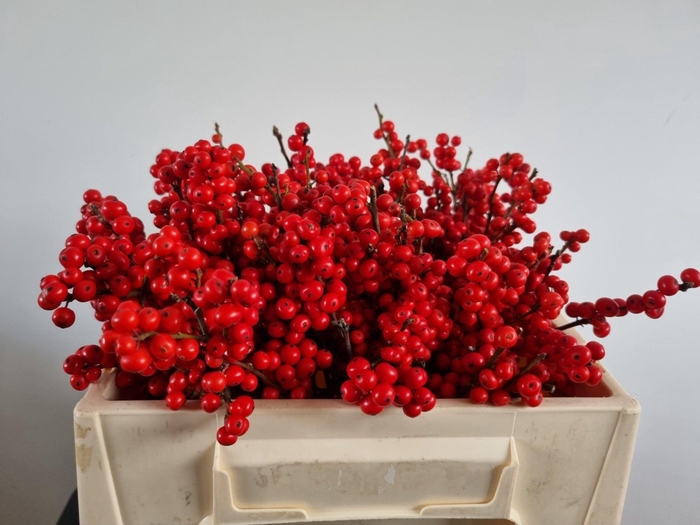 <h4>ILEX VE RODE BES</h4>