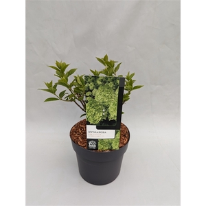 Hydrangea Paniculata 'Limelight' 19 cm