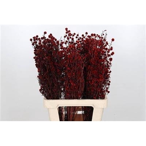 STILLINGIA ROOD KLB