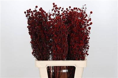 <h4>STILLINGIA ROOD KLB</h4>