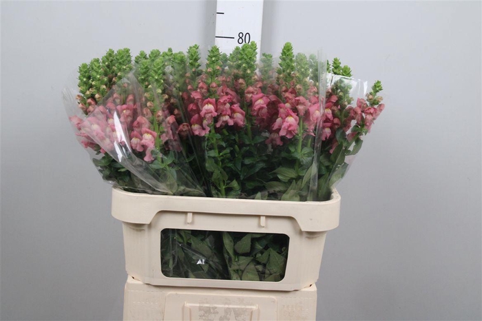 <h4>Antir Antibes Rose</h4>