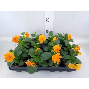 Viola wr. 'Alpha Orange'