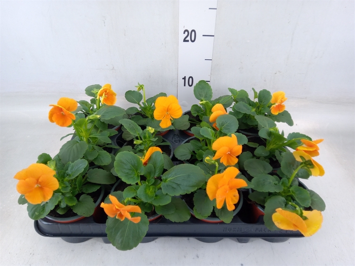 <h4>Viola wr. 'Alpha Orange'</h4>