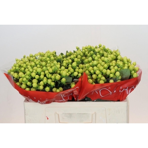 Hypericum Smiley Romance