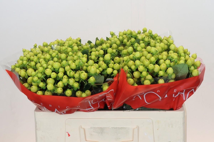 <h4>Hypericum Smiley Romance</h4>