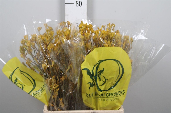 <h4>Anigoz Yellow G</h4>