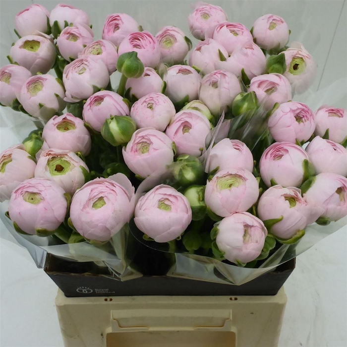 <h4>Ran Success Hanoi Rosa</h4>