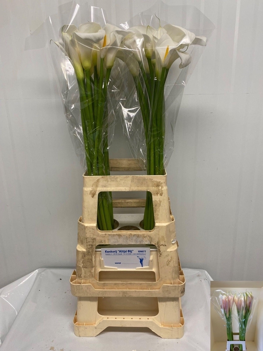 <h4>ZANT AE INNOCENCE</h4>