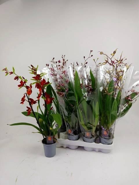 <h4>ORCHIDEEEN GEM</h4>