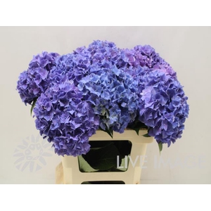 Hydrangea my mon amour purple