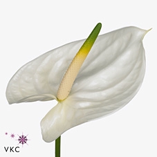 Anthurium adina