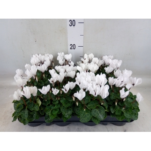 Cyclamen KL 'Verano'