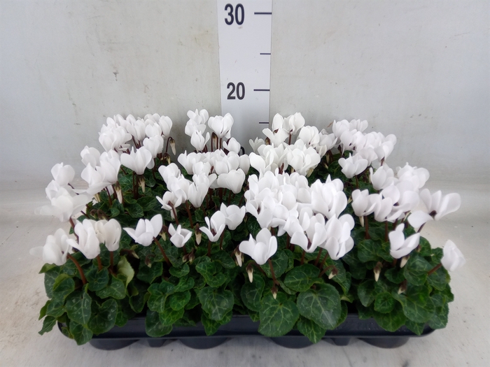 <h4>Cyclamen KL 'Verano'</h4>