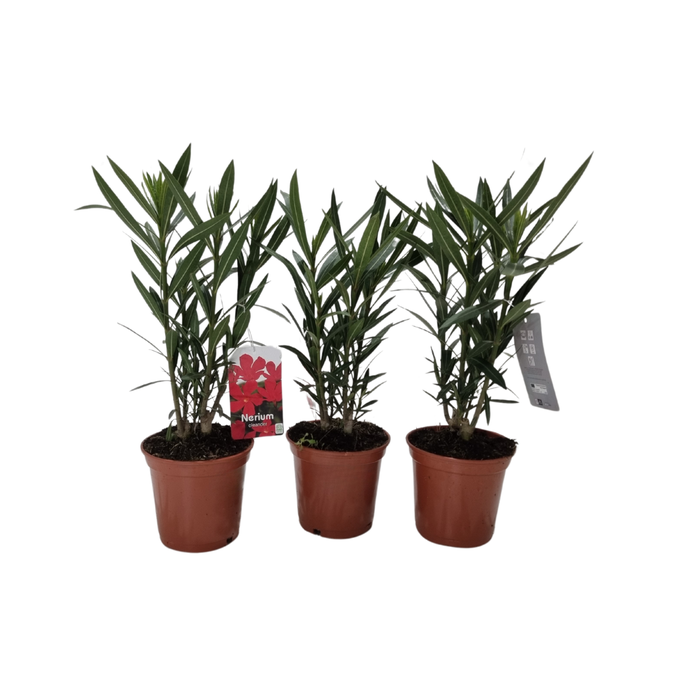 <h4>Nerium oleander</h4>