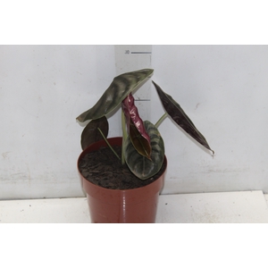ALOCASIA CUPREA P17