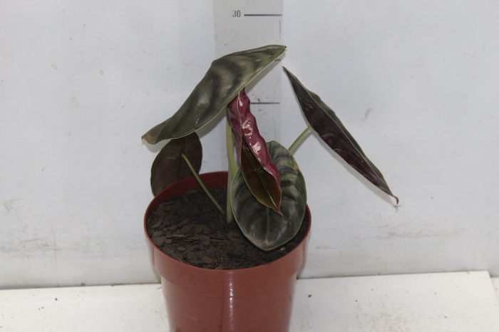 <h4>ALOCASIA CUPREA P17</h4>