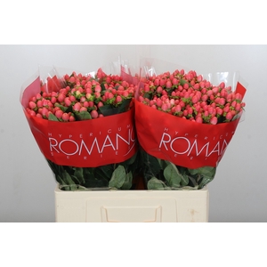 Hypericum Sweet Romance