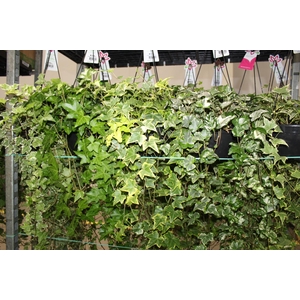 HEDERA VARIADO C21 MIN 100 CM PENDENTE