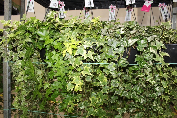 <h4>HEDERA VARIADO C21 MIN 100 CM PENDENTE</h4>