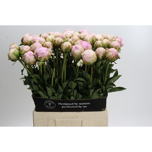 Paeonia Pillow Talk