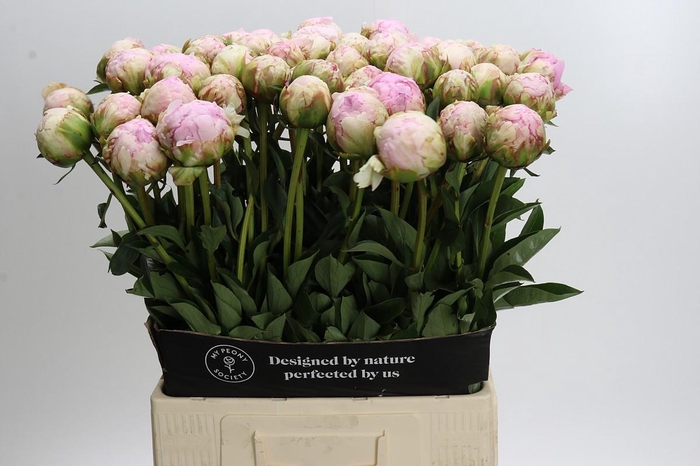 <h4>Paeonia Pillow Talk</h4>
