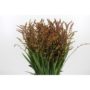 Crocosmia Klbl Met Bes