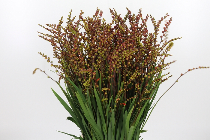 <h4>Crocosmia Klbl Met Bes</h4>