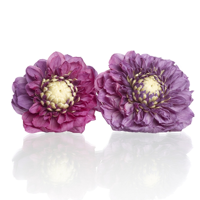 <h4>Dahlia purple 5-5,5cm</h4>