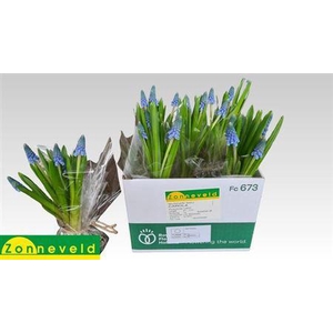 Muscari Carola Bos