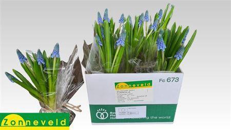 <h4>Muscari Carola Toef</h4>