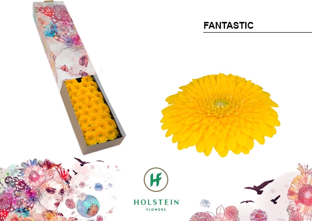 <h4>Germini Pomponi Fantastic Doos</h4>