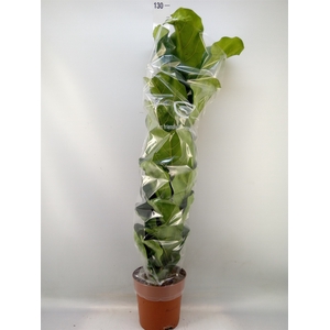 Ficus lyrata
