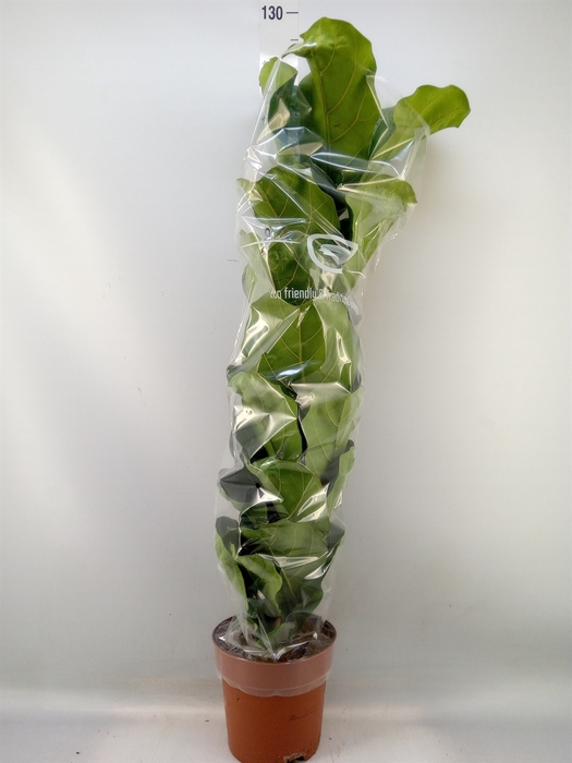 <h4>Ficus lyrata</h4>