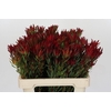 Leucadendron Blush Spray