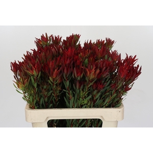 Leucadendron Blush Spray