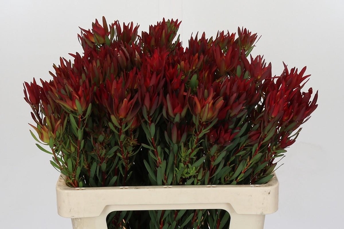 <h4>Leucadendron Blush Spray</h4>