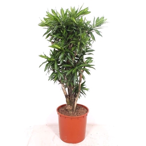 Dracaena Song of Jamaica