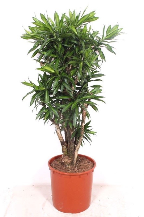 <h4>Dracaena Song of Jamaica</h4>