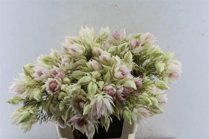 <h4>Blushing Brides White 4-6</h4>