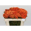 Kaaps Groen Lanug. Orange